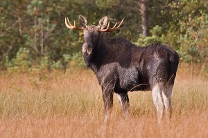 Elk/Moose.Foto:TõnuLing