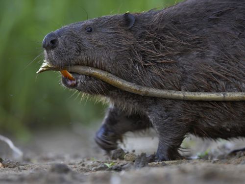 Foto:SvenZacek.Beaver