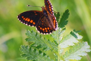 Butterfly watching tours in Estonia