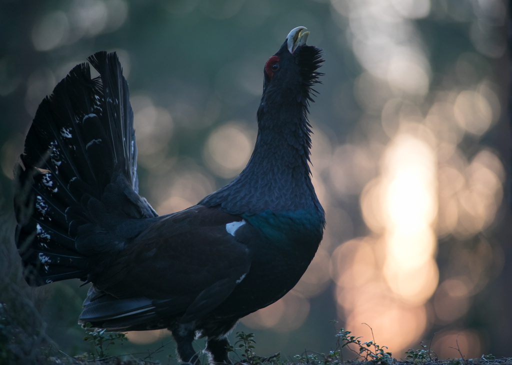 Capercaillie bird watching in Estonia