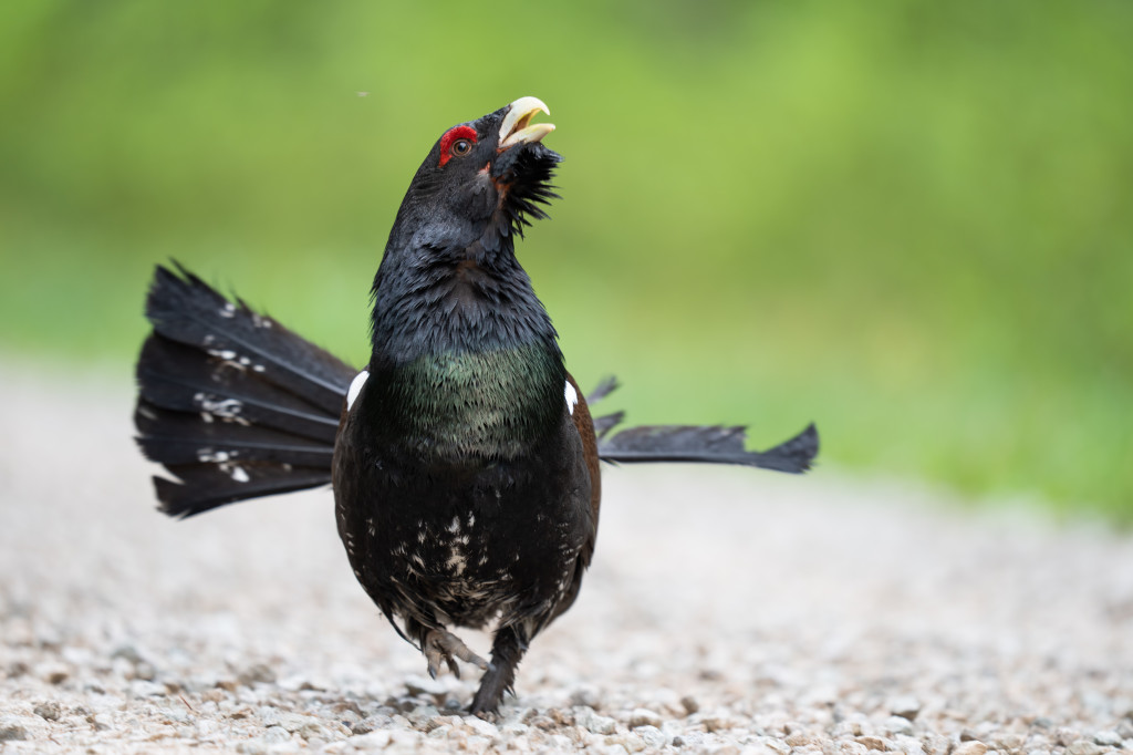 Birdwatching in Estonia