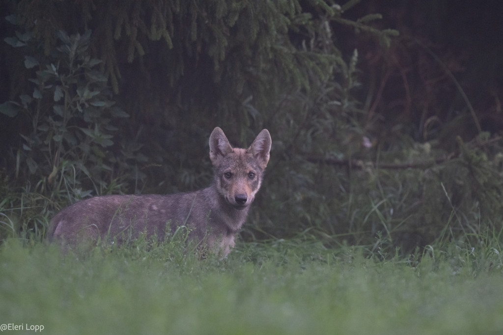 Wolves in Estonia 