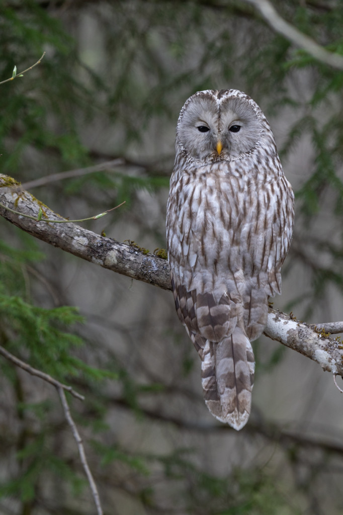 Ural Owl in Estonia