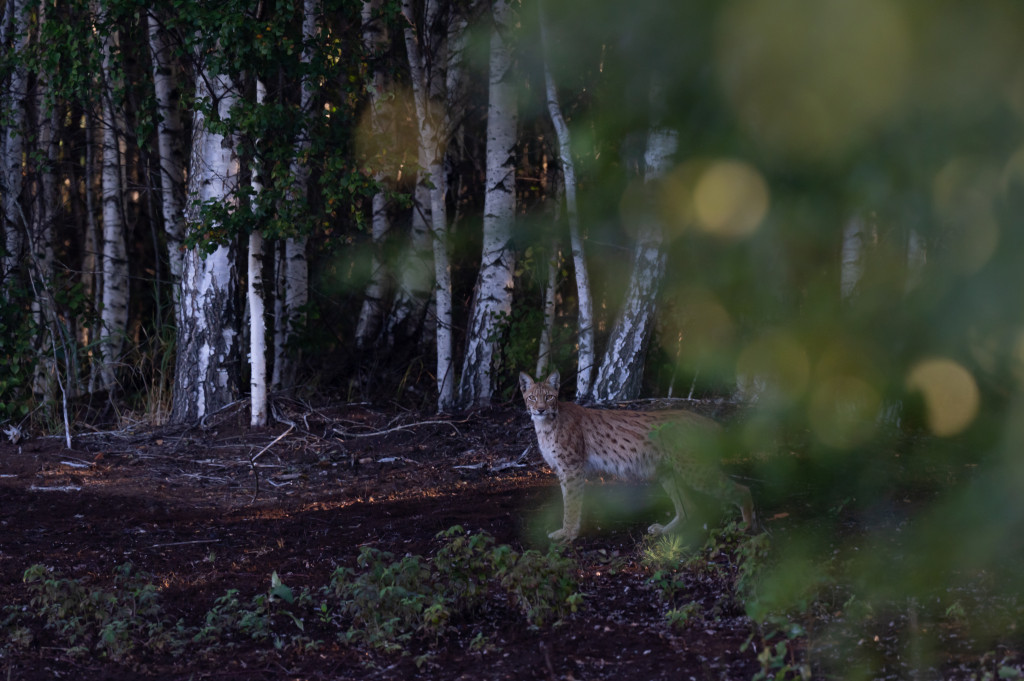 Lynx in Estonia