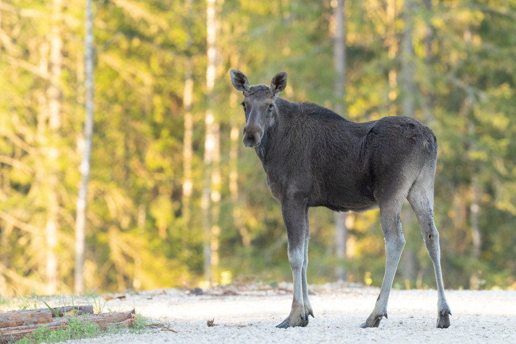 Moose in Estonia