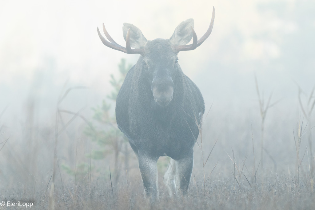 moose in Estonia