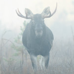 moose in Estonia