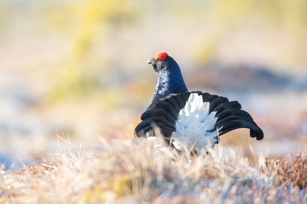 Black Grouse in Estonia