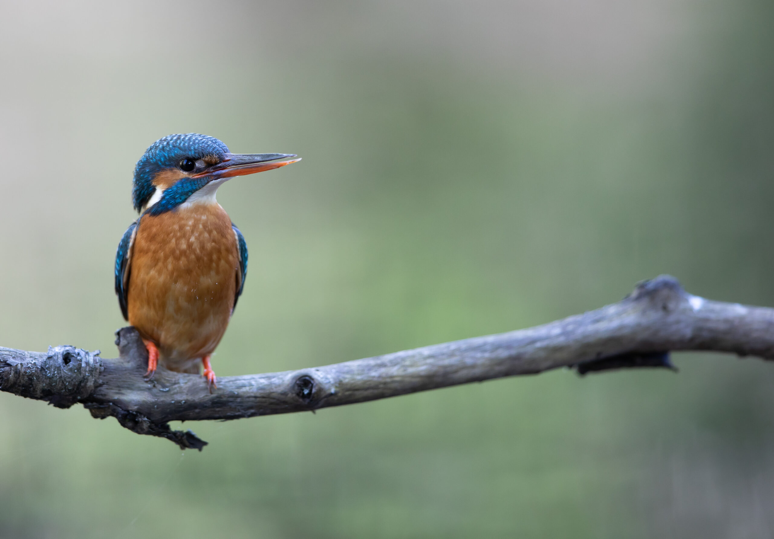 Bird photography in Estonia